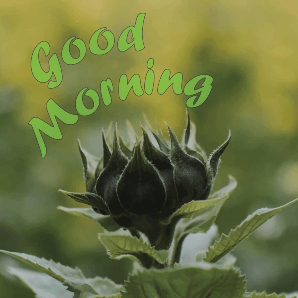 A green colored flower bud with Good Morning written on it