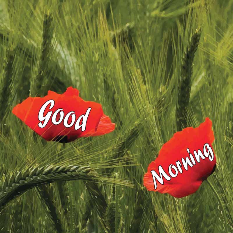 Good morning written on two red flowers in the middle of a green field
