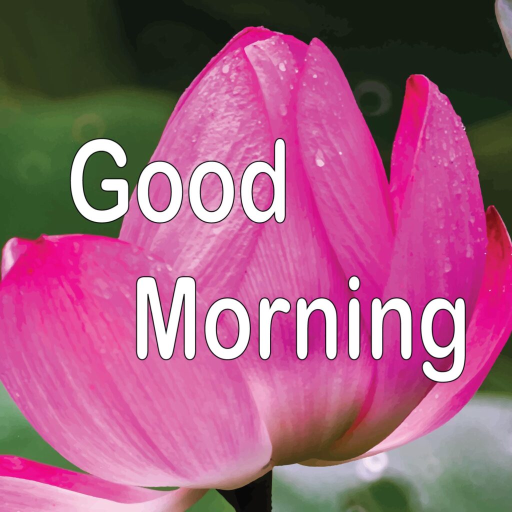 Good morning written on a pink lotus flower