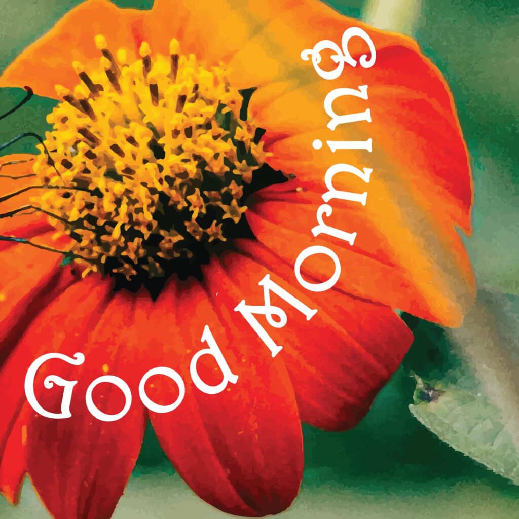 Good morning written in a circle around an orange flower