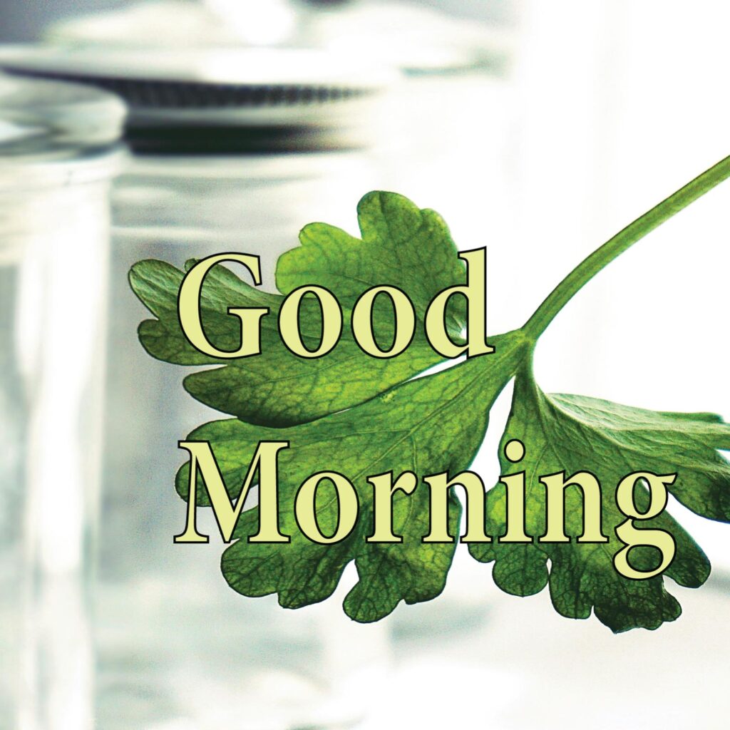 A coriander leaves in front of glass jar