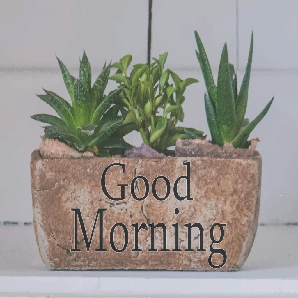 Three different plants of green color on top of a tub