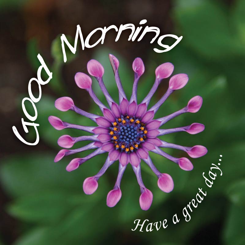 Good morning have a great day written in a circle around the round flower