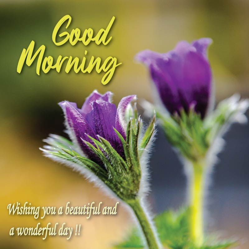 Floral good morning images with purple flower buds
