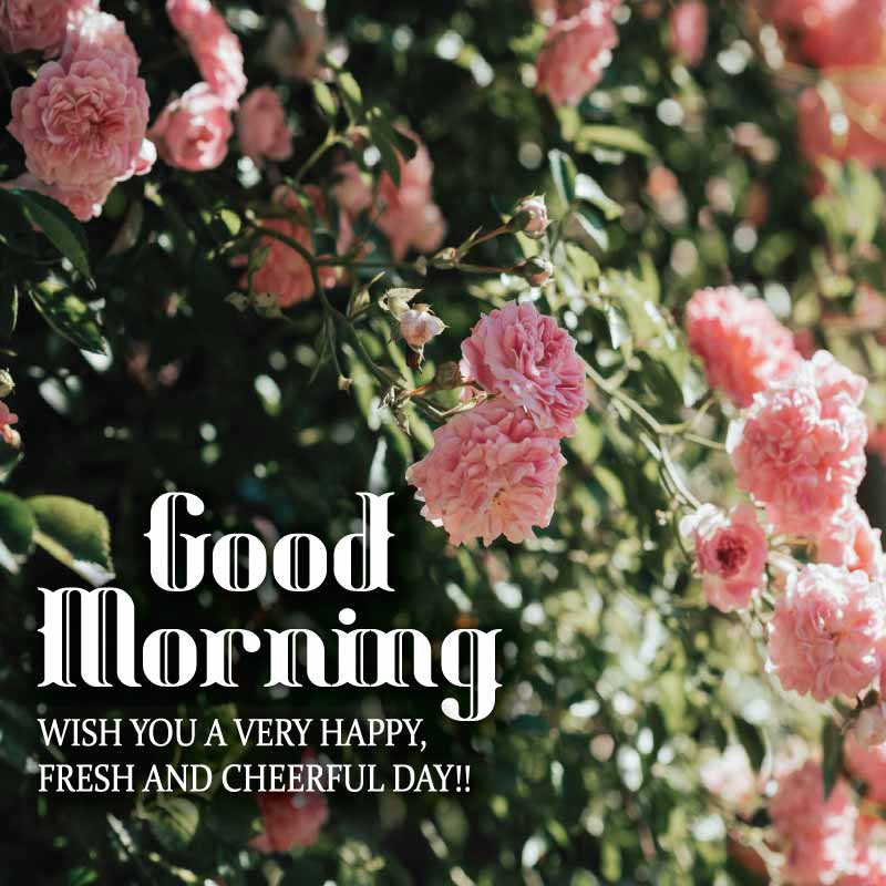 Light pink flowers and dark green leaves are written with it good morning wish you a very happy fresh and cheerful morning