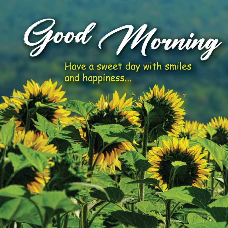 Beautiful good morning message with green leaves and some sunflowers