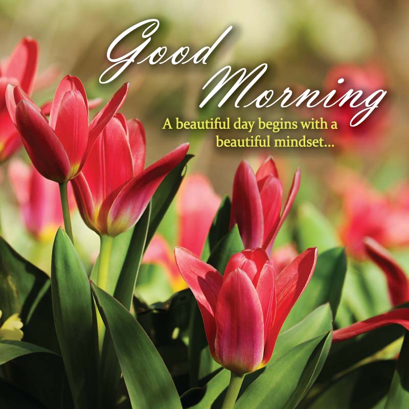 Floral good morning images based on tulip flowers background