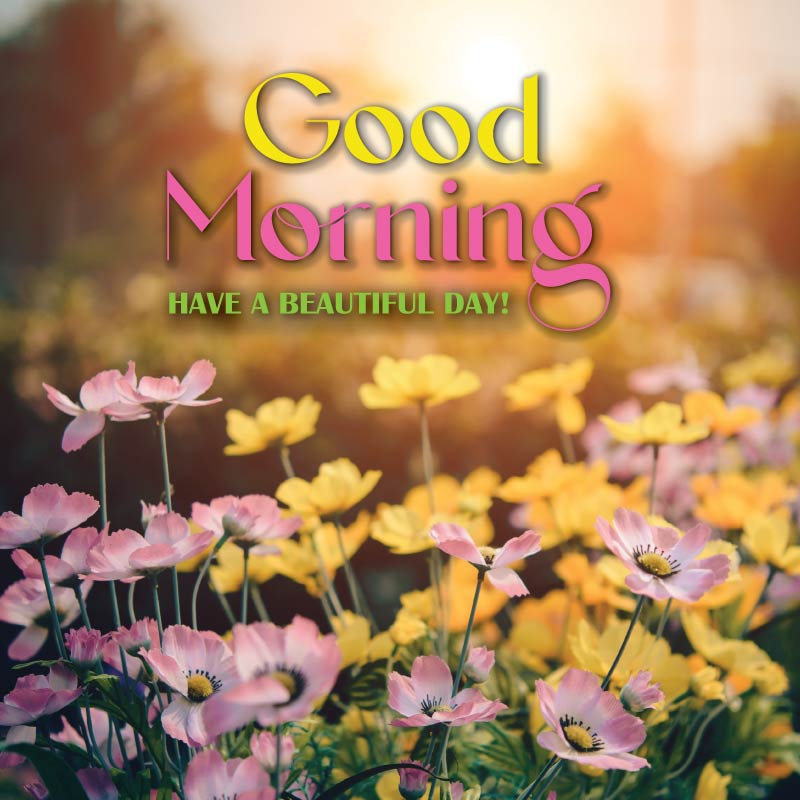 Flowers of multiple colors with good morning messages